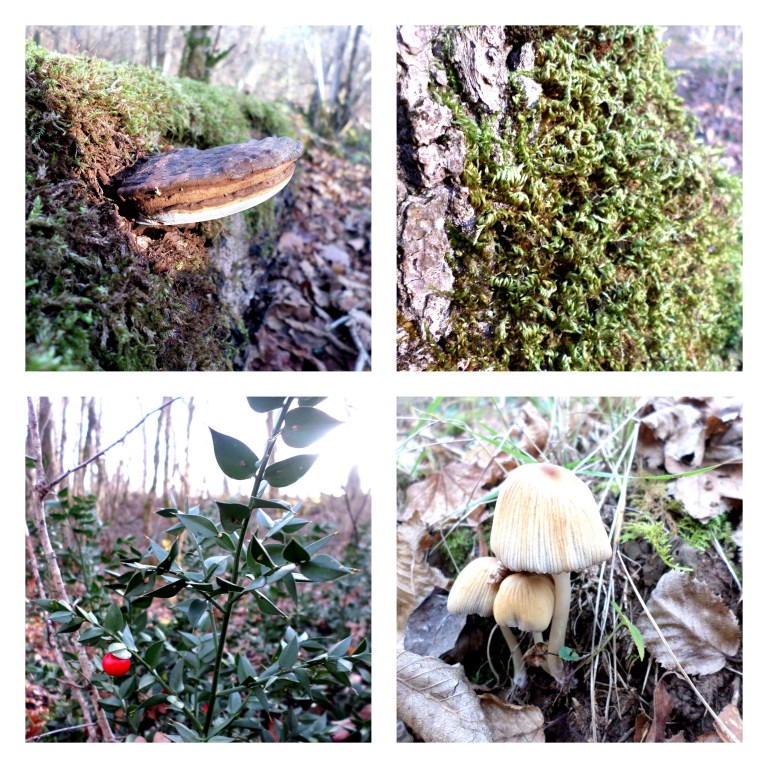 Photos rétines et pupilles2