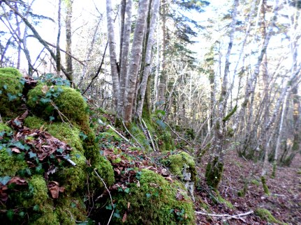 SAMSUNG CAMERA PICTURES