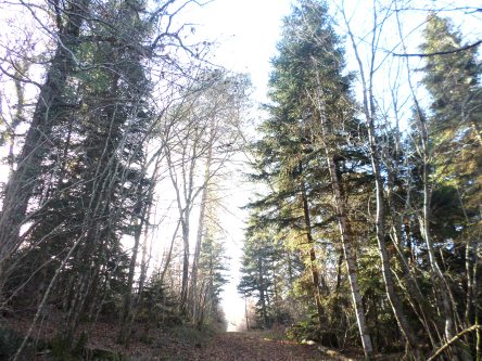 SAMSUNG CAMERA PICTURES